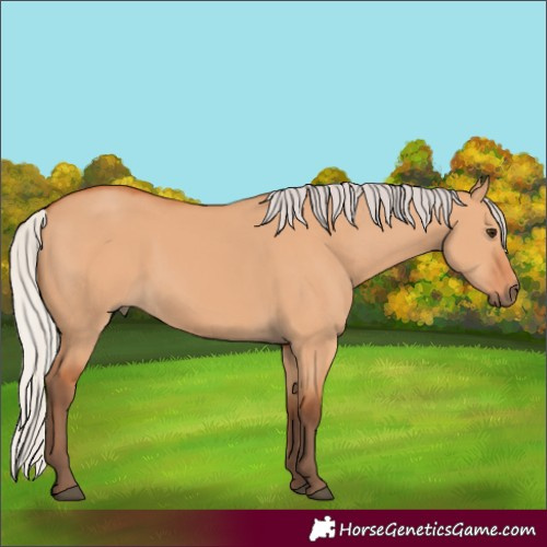 Horse Color:Silver Bay Dun 
