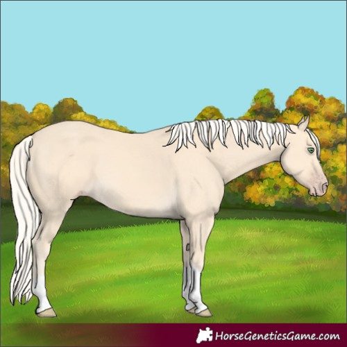 Horse Color:Gold Cream Champagne Tobiano 