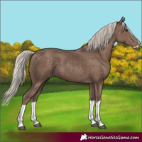 Horse Color:Silver Black Splash