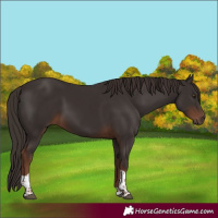 Horse Color:Liver Chestnut Tobiano