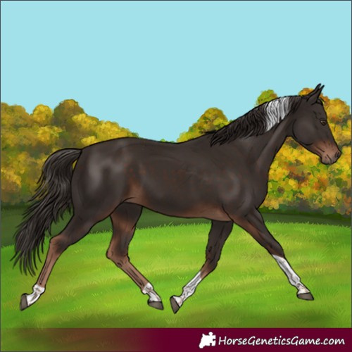 Horse Color:Liver Chestnut Tobiano 