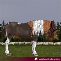 Horse Color:Liver Chestnut Tobiano 