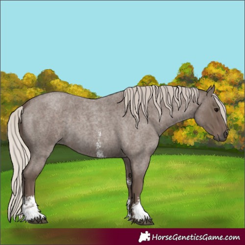 Horse Color:Unknown 