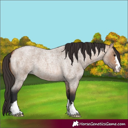 Horse Color:Bay Roan Dun 