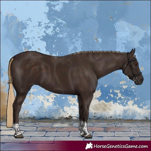 Horse Color:Liver Chestnut Tobiano 