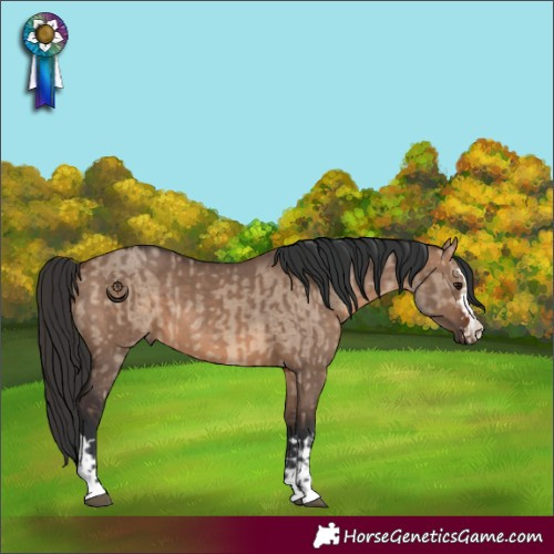 Horse Color:Brown Dun  and Brown Dun 