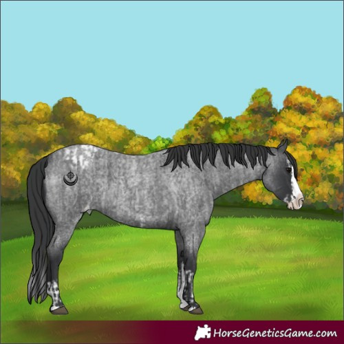 Horse Color:Blue Roan Sabino Splash and Blue Roan Sabino Splash Appaloosa