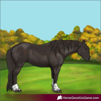 Horse Color:Liver Chestnut Tobiano 