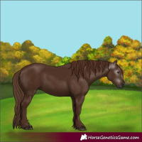 Horse Color:Gray Chestnut