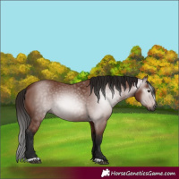 Horse Color:Gray Bay 
