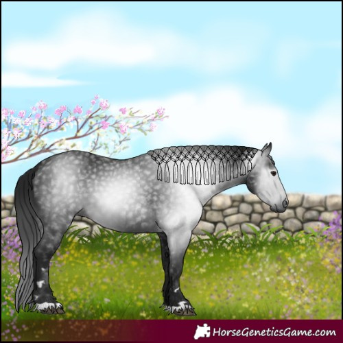 Horse Color:Gray Black 