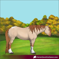 Horse Color:Red Dun Tobiano