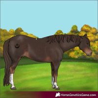Horse Color:Liver Chestnut Tobiano 