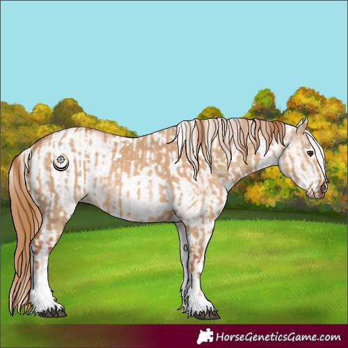 Horse Color:White Spotted Red Dun Rabicano  and White Spotted Red Dun Rabicano 