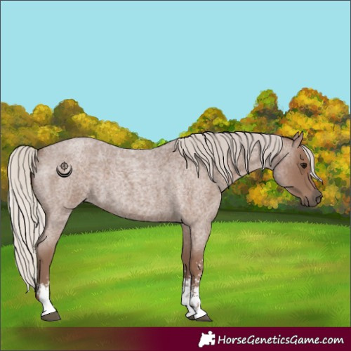 Horse Color:Silver Blue Roan Sabino