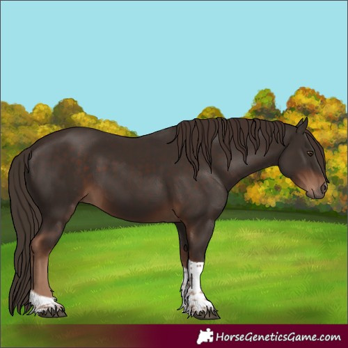Horse Color:Liver Chestnut Tobiano 
