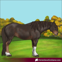 Horse Color:Liver Chestnut Tobiano 