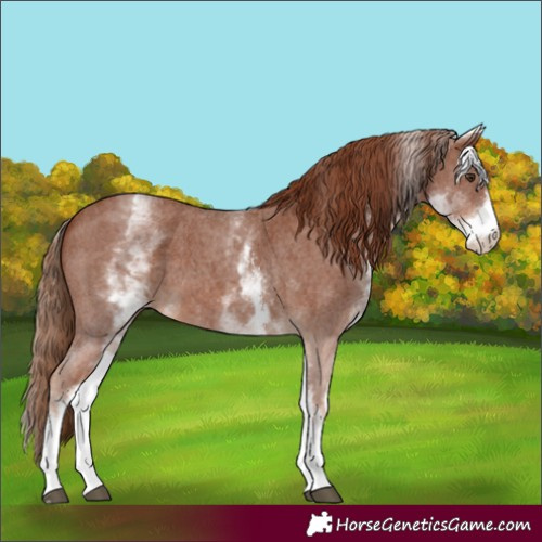 Horse Color:White Spotted Chestnut Sabino 