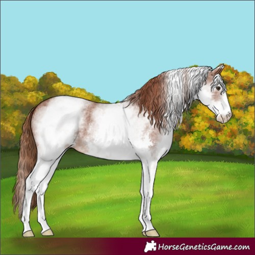 Horse Color:White Spotted Chestnut Sabino 