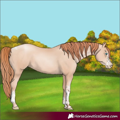 Horse Color:Sable Champagne Pearl Sabino Tobiano