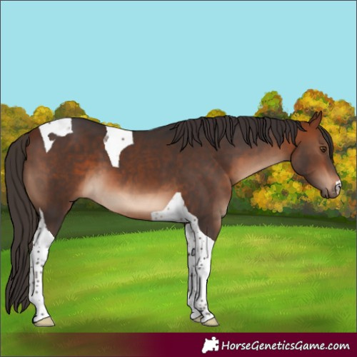 Horse Color:Bay Tobiano