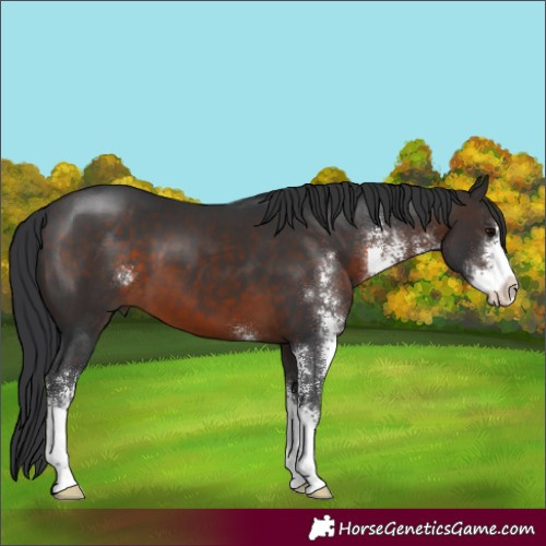 Horse Color:Brown Sabino