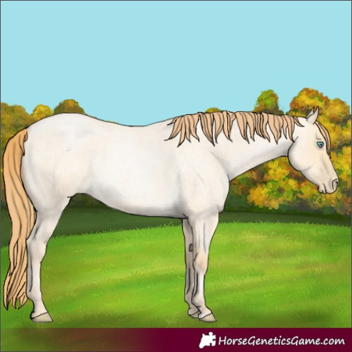 Horse Color:Buckskin Roan Pearl Dun 
