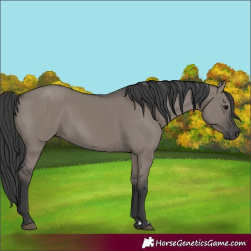 Horse Color:Grullo 
