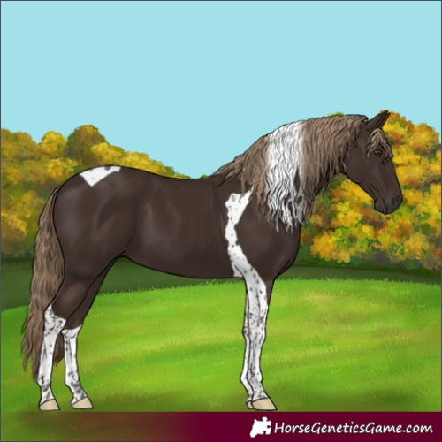 Horse Color:Liver Chestnut Tobiano 