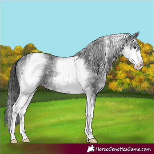 Horse Color:White Spotted Black Sabino 