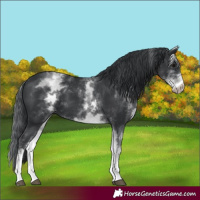 Horse Color:Unknown 