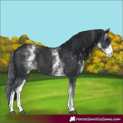 Horse Color:Unknown 
