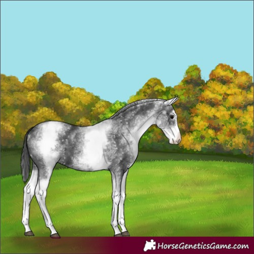 Horse Color:White Spotted Black Sabino 