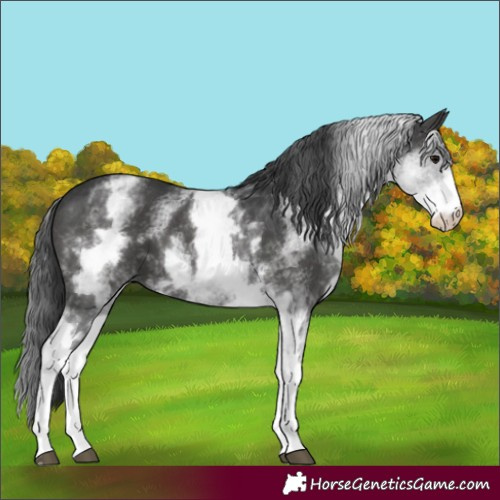 Horse Color:White Spotted Black Sabino