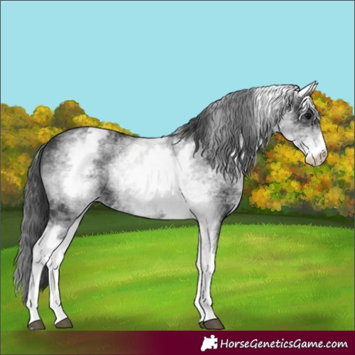 Horse Color:Unknown 
