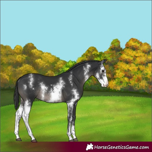 Horse Color:Black Sabino Rabicano 