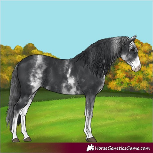 Horse Color:Unknown 