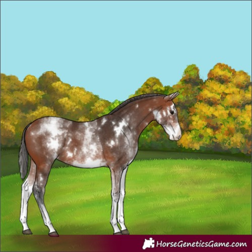 Horse Color:White Spotted Bay 