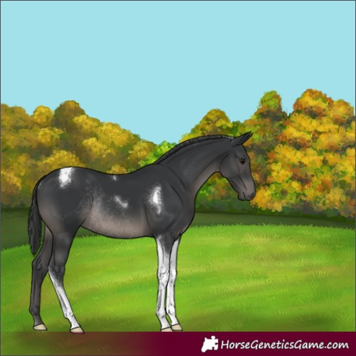 Horse Color:Black Tobiano Rabicano 