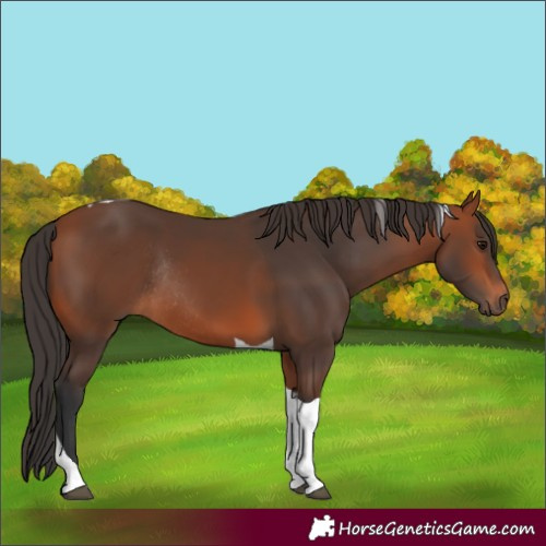 Horse Color:Bay Tobiano Rabicano 