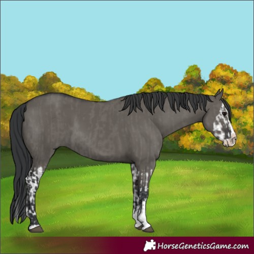 Horse Color:Grullo Sabino Splash  and Grullo Sabino Splash 
