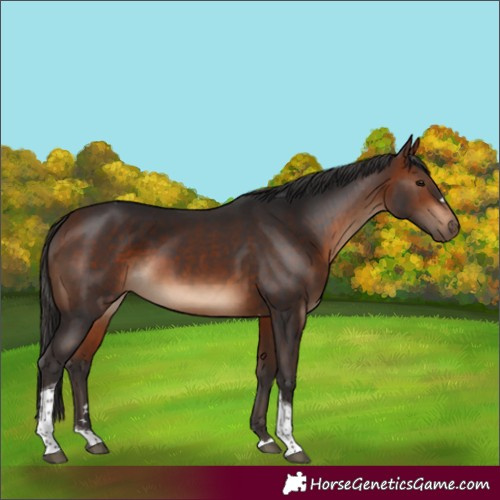 Horse Color:Bay Tobiano 