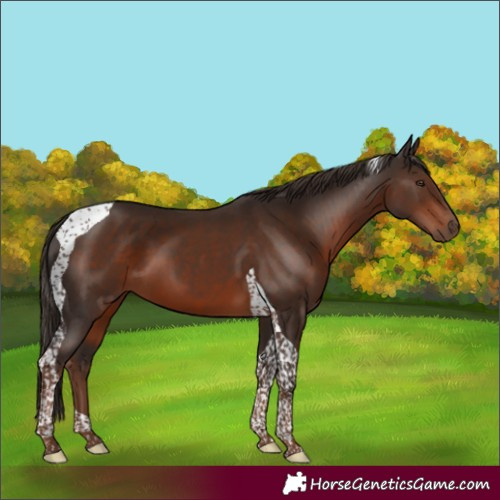 Horse Color:Liver Chestnut Tobiano 