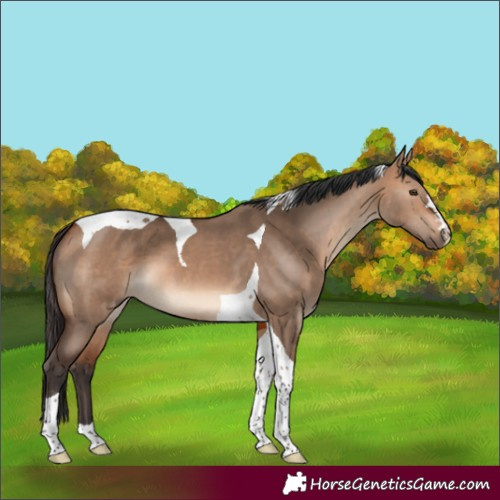 Horse Color:Bay Dun Tobiano