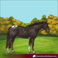 Horse Color:Liver Chestnut Tobiano 