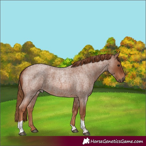 Horse Color:Red Roan Tobiano
