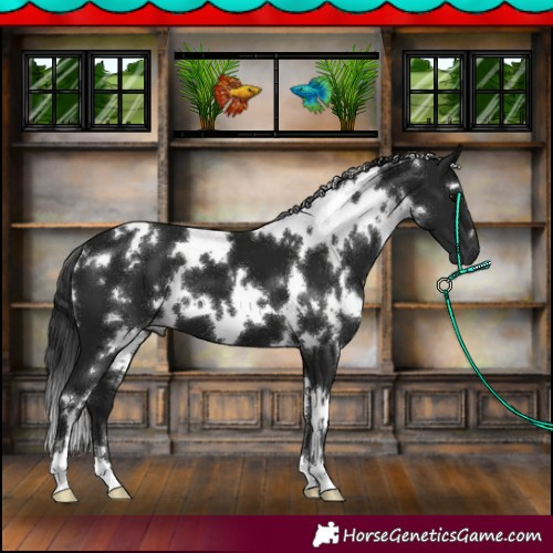 Horse Color:Gray White Spotted Black 