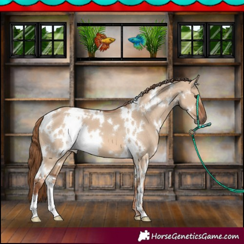 Horse Color:White Spotted Red Dun 