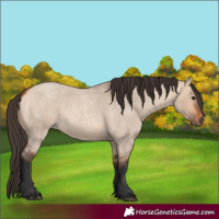 Horse Color:Bay Roan Dun 