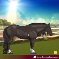 Horse Color:Liver Chestnut Tobiano 